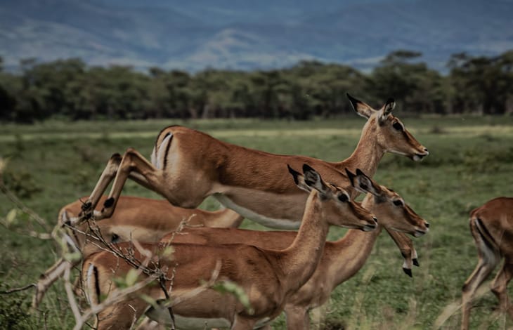 Volatile Thursday Loading? - Pre-Market Analysis Report