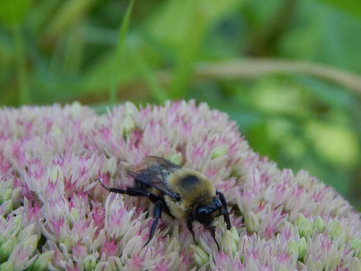 RELIANCE Near All-Time High! Can Bulls Sustain? - Pre-Market Analysis Report