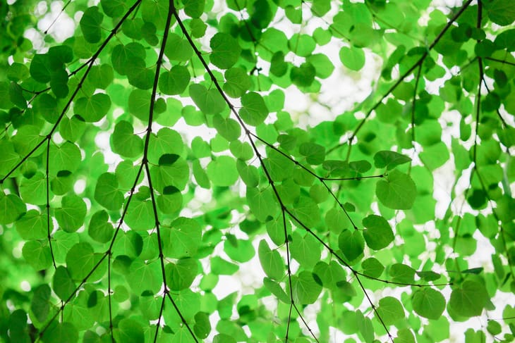 U.S. Markets in Bright Green. 22,500 Next for NIFTY? - Pre-Market Analysis Report